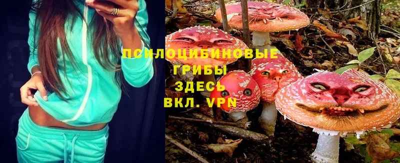 сколько стоит  Зверево  Галлюциногенные грибы Magic Shrooms 